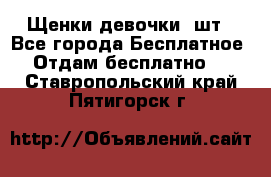 Щенки девочки 4шт - Все города Бесплатное » Отдам бесплатно   . Ставропольский край,Пятигорск г.